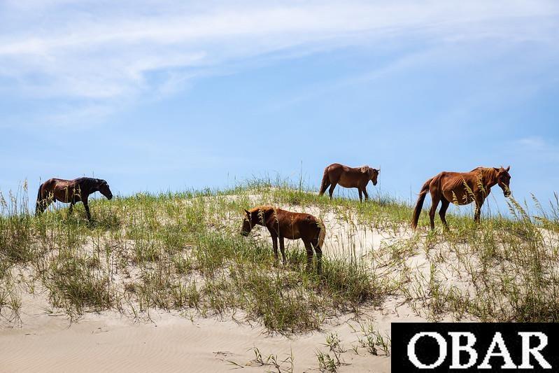 2338 Sandpiper Road, Corolla, NC 27927, ,Lots/land,For sale,Sandpiper Road,124450