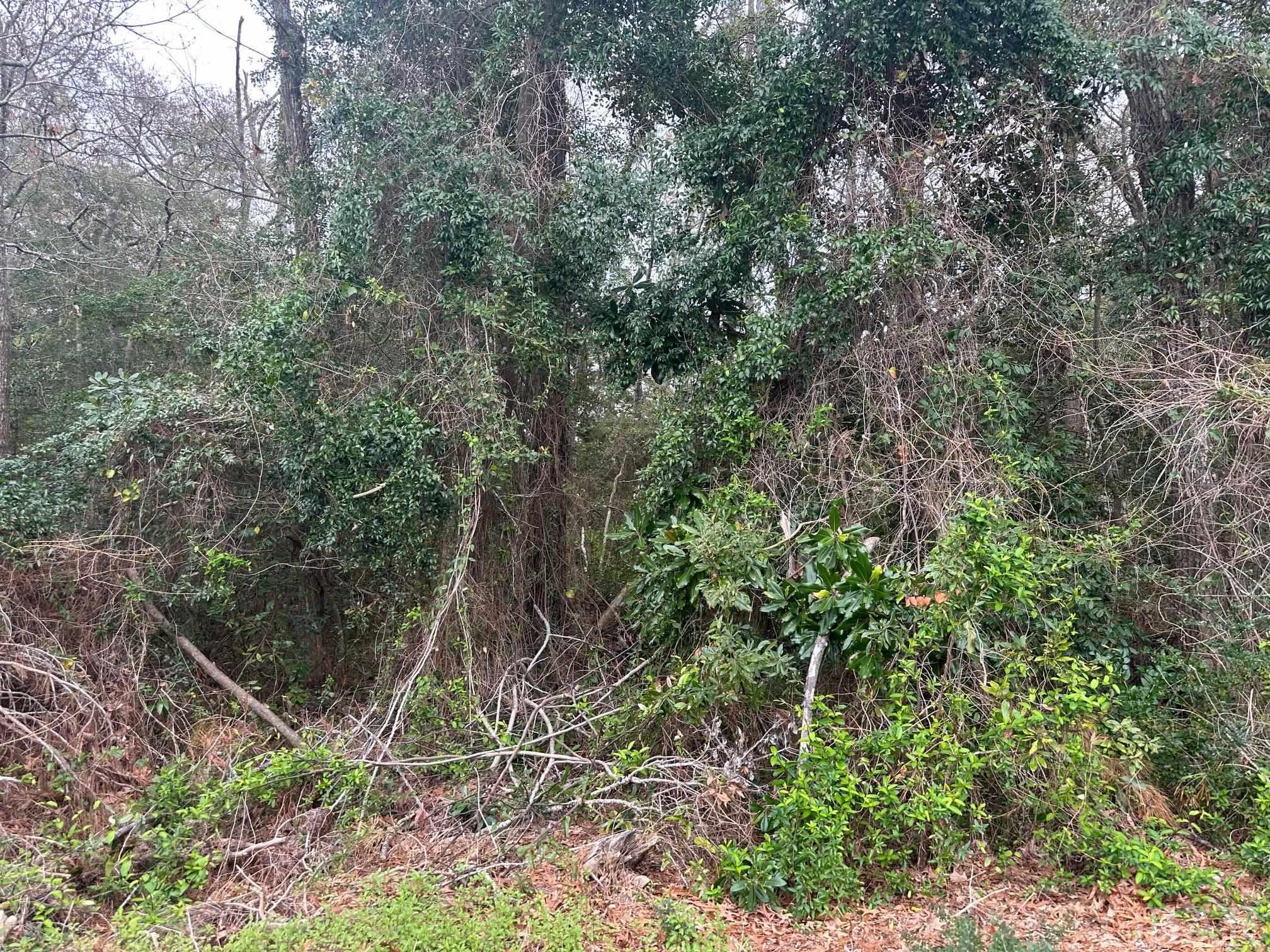 Beautiful lot with high elevation, x flood zone on the north end of Roanoke Island. Perfect for your forever home with views of the Roanoke sound.