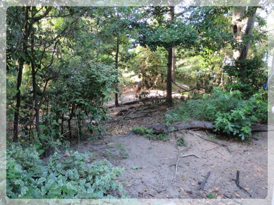 4065 Creek Road, Kitty Hawk, NC 27949, ,Lots/land,For sale,Creek Road,98545