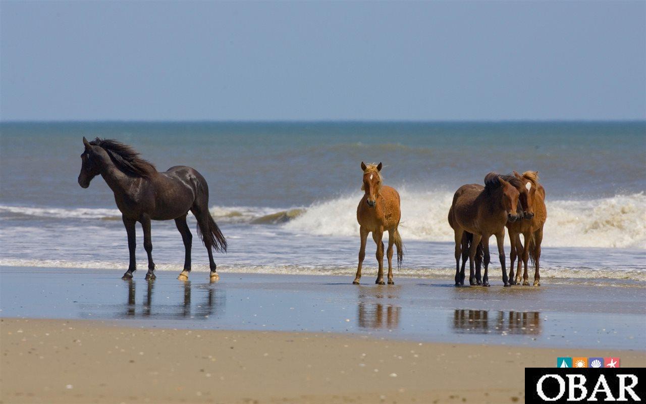 564 Porpoise Point, Corolla, NC 27927, ,Lots/land,For sale,Porpoise Point,99520