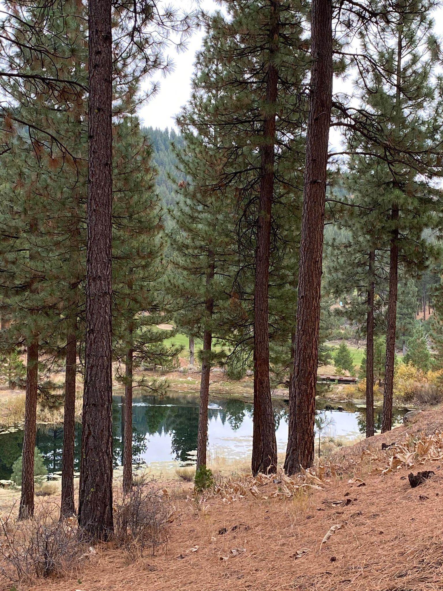 185 Blacktail Ridge Portola, California 96122 20231071 Plumas