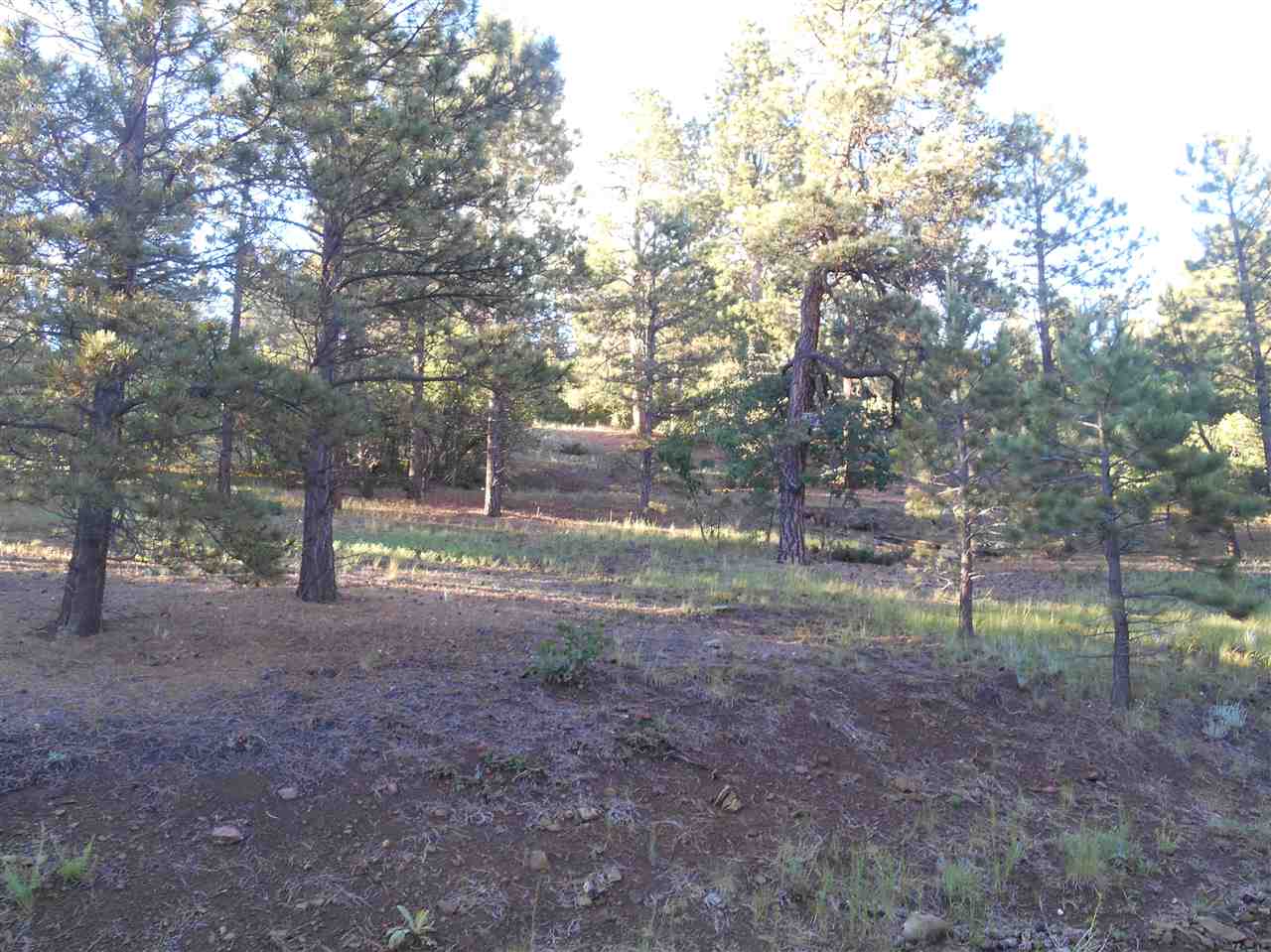 Wooded lot with significant slope, offering nice views of west rim on Moreno Valley.  Several homes are on either side of the lot.