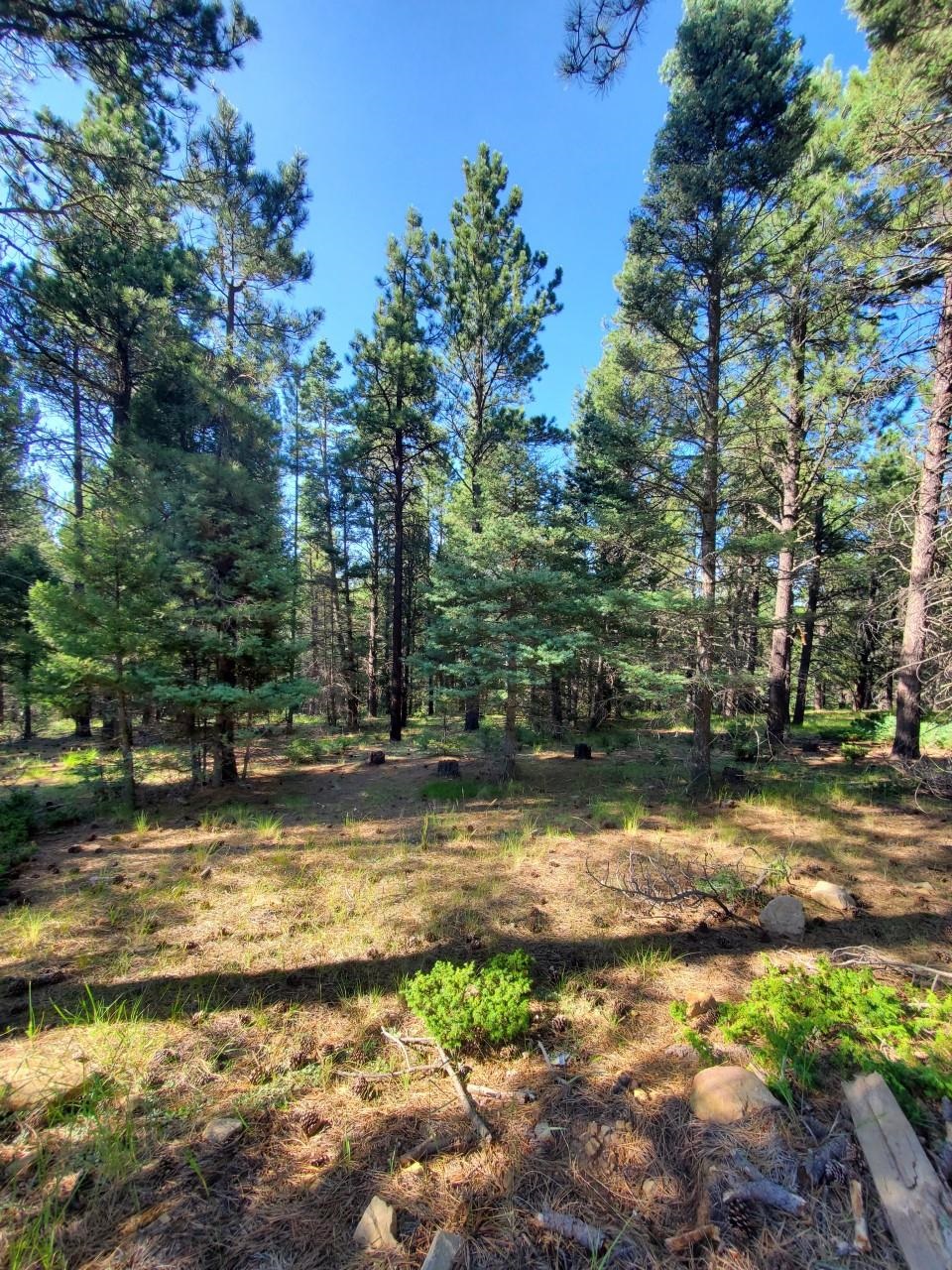 Lot 146 San Andres Dr, Angel Fire, NM 87710