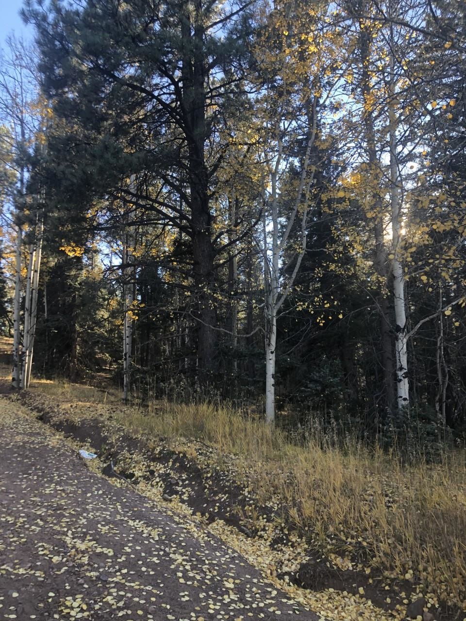 Beautiful lot with great potential. Please be aware there is currently a high demand for electric transformers and there may be a delay in acquiring one for new construction.