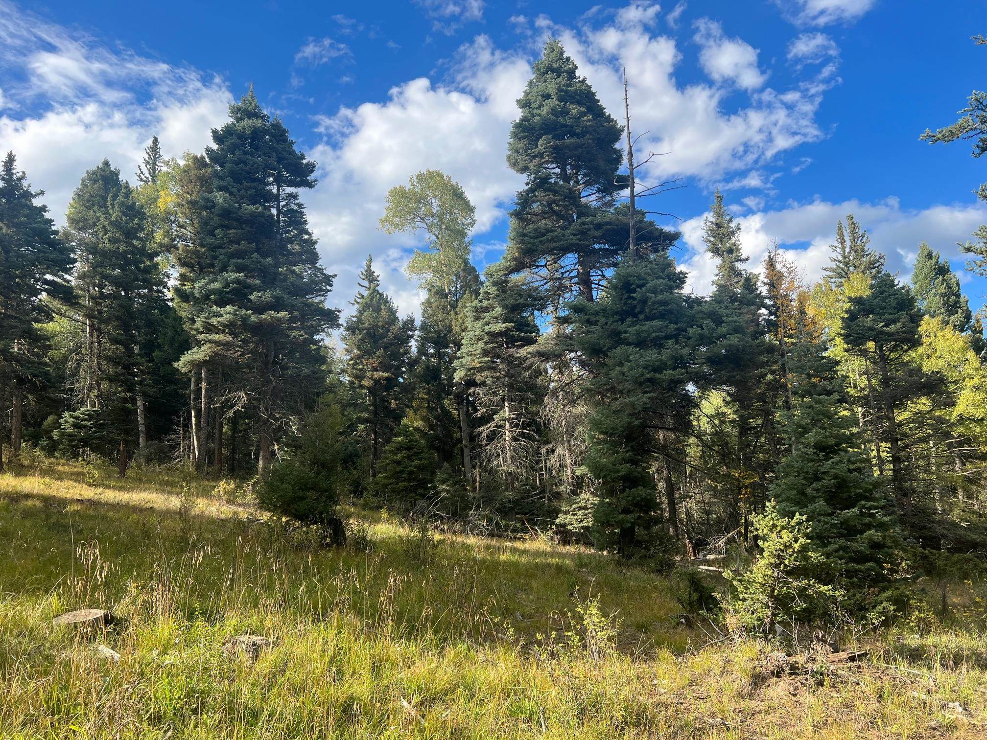 Angel Fire Homes "Own A Piece Of The Valley"