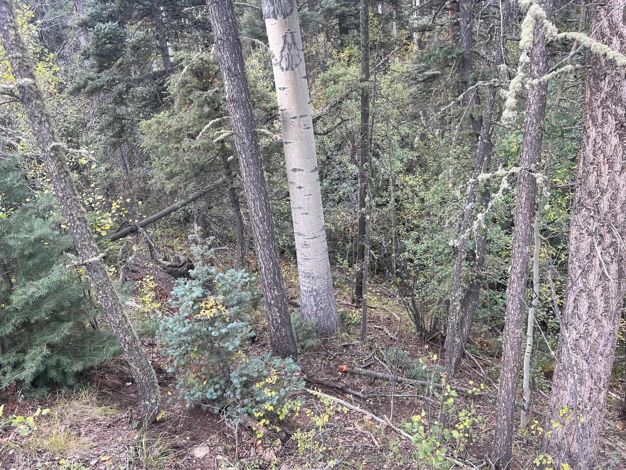TBD Forest Road 76 Lot 4