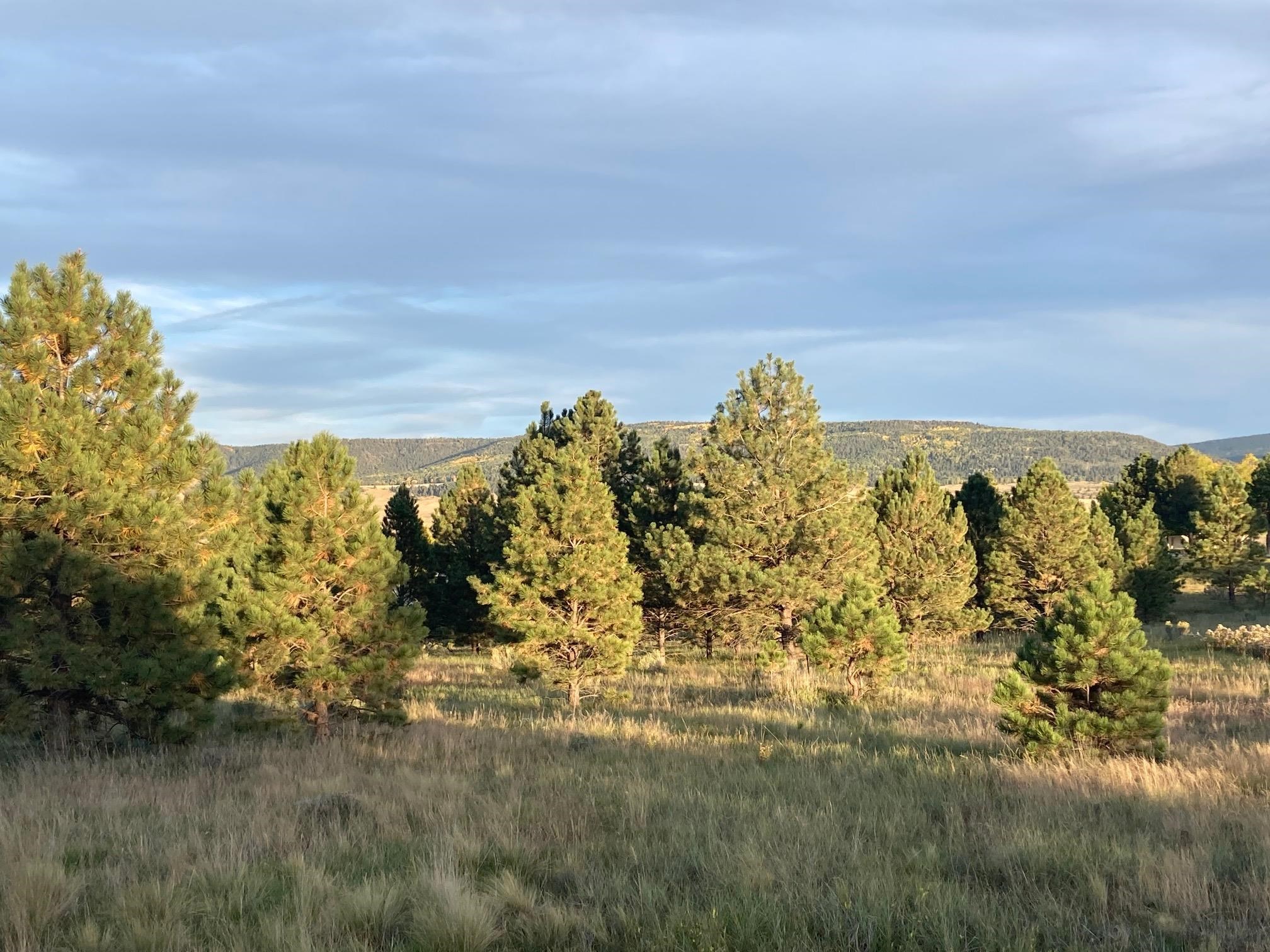 Lots 5  6 Country Club Road, Angel Fire, NM 87710