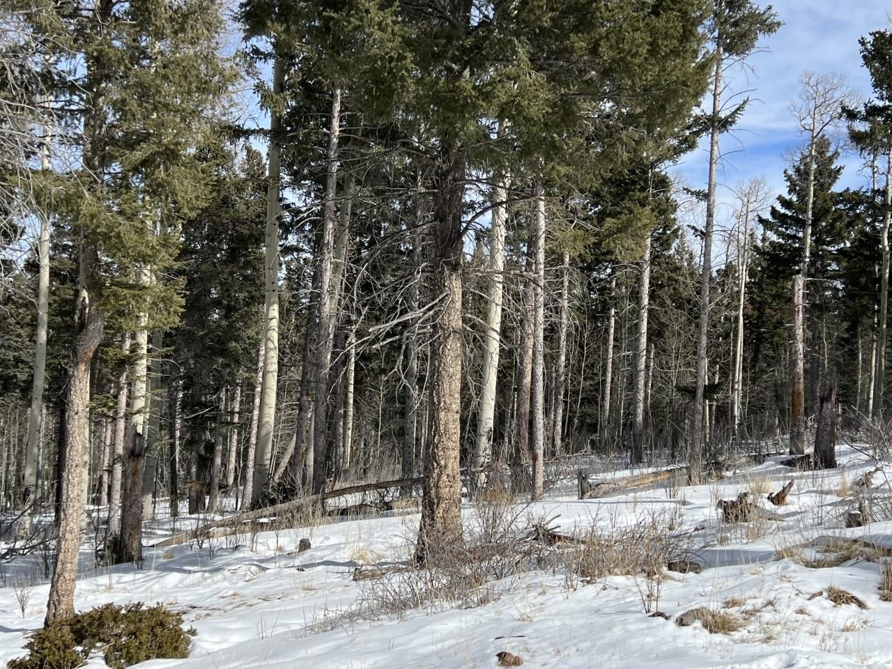 This gorgeous lot offers great privacy and serenity tucked in the woods. So much space to roam on almost 5 acres of forested land abundant in wildlife. Just a 20 minute drive to the PGA rated golf course, the ski resort and all the other Angel Fire amenities.
