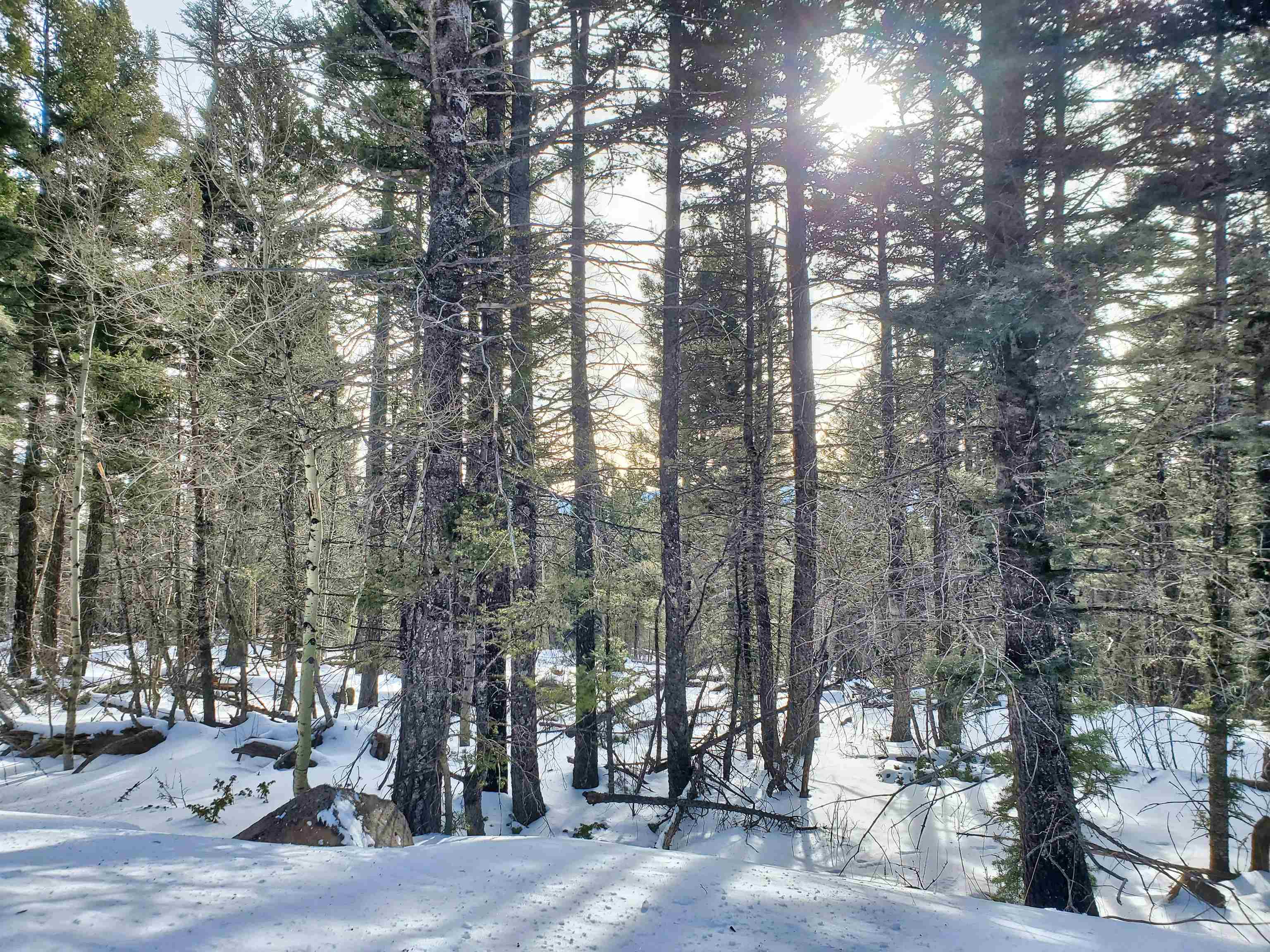 Beautiful gently sloped parcel of land making for a convenient and affordable building project. There is a gorgeous view to be had with some lot clearing. Additionally the neighboring lot is also available for added privacy and seclusion. You can own over 1.5 acres if you purchase both. Take advantage of all the great amenities Angel Fire Resort has to offer including the PGA rated golf course, mountain bike park, private RV Park, skiing and winter activities. Close walk to Monte Verde Lake, tennis courts, Olympic Park, hike/bike trails, and the Country Club.