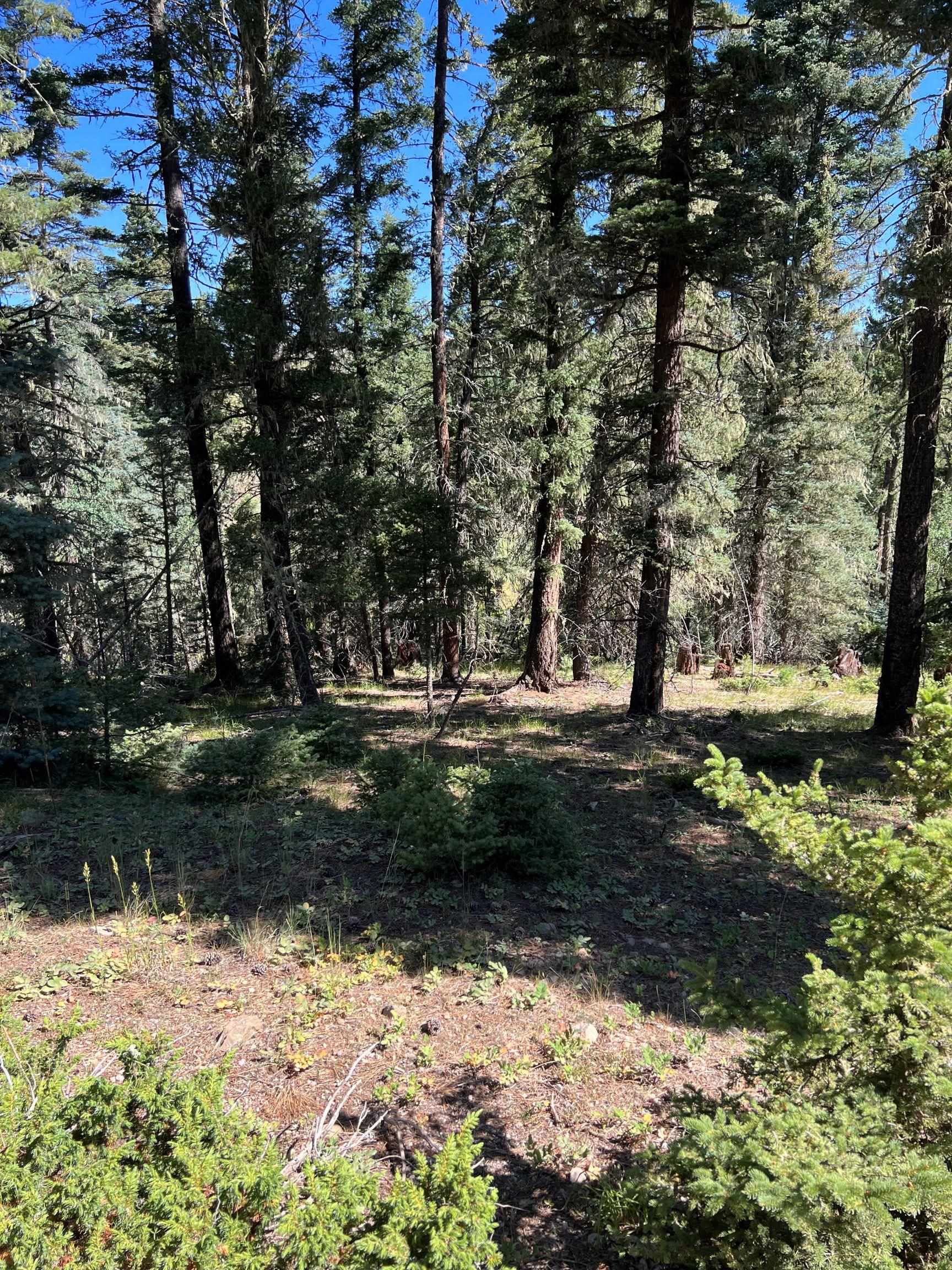 Angel Fire Homes "Own A Piece Of The Valley"