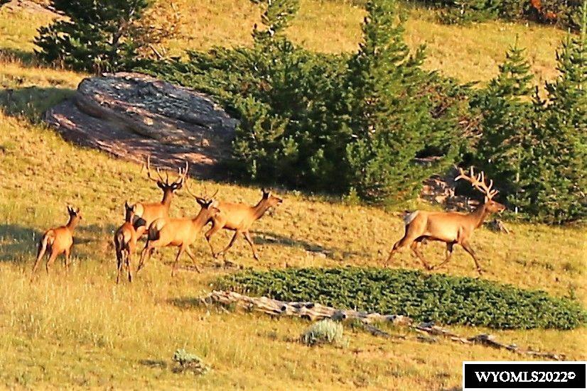 Very private with abundant wildlife, Elk Deer, Antelope, Moose. many cabin sites with small streams , dam and  springs through out the property . 2480.00 Acres Deeded, 500 BLM and a 40 of state land. Summer cattle grazing Has access to thousands of acres of BLM Land.  .Call Dolly Belus for more information 307-751-8261.