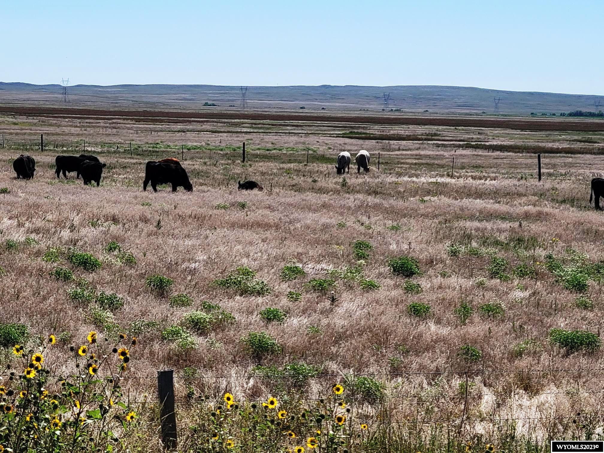 This is 941 acres that has highway 85 frontage and County Road 94 frontage.  It is vacant land with an 1890 square foot pole building.  The pasture is pronominally cool season improved grasses.  It is located 6 miles north of Lingle, Wyoming.